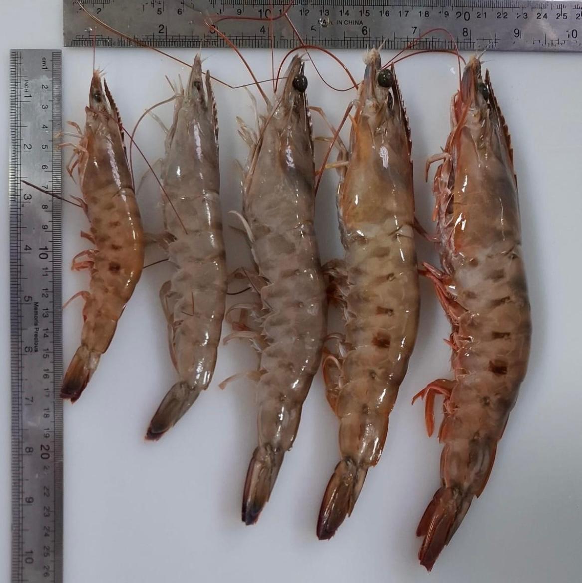 Camarões e frutos do mar