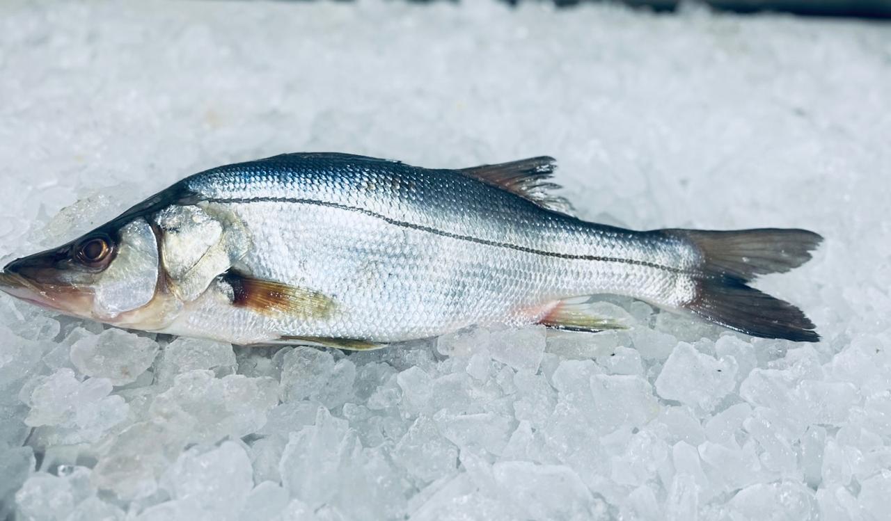 Peixes frescos